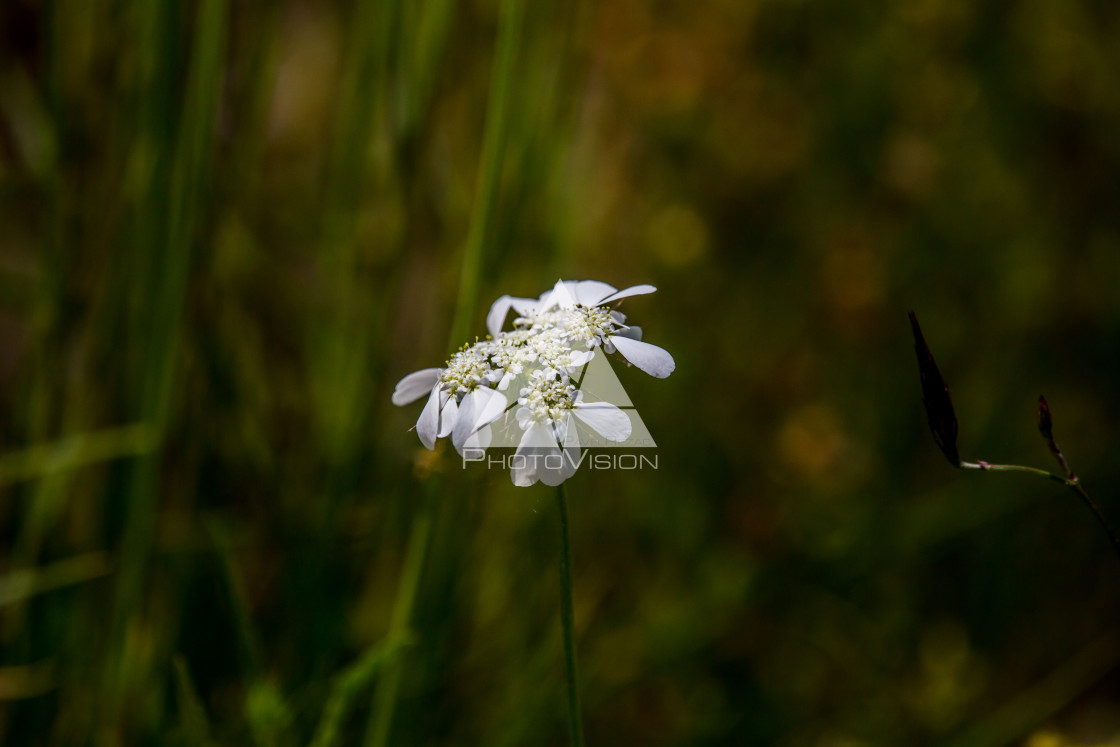 "details of colorful flowers" stock image