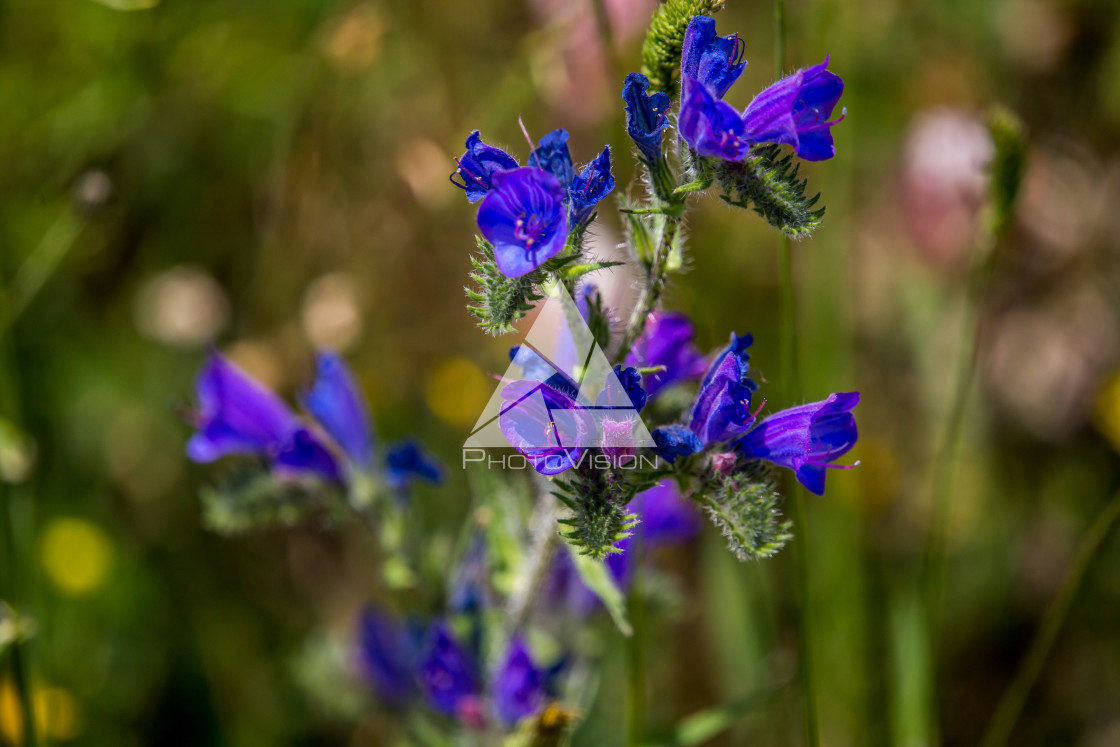 "details of colorful flowers" stock image