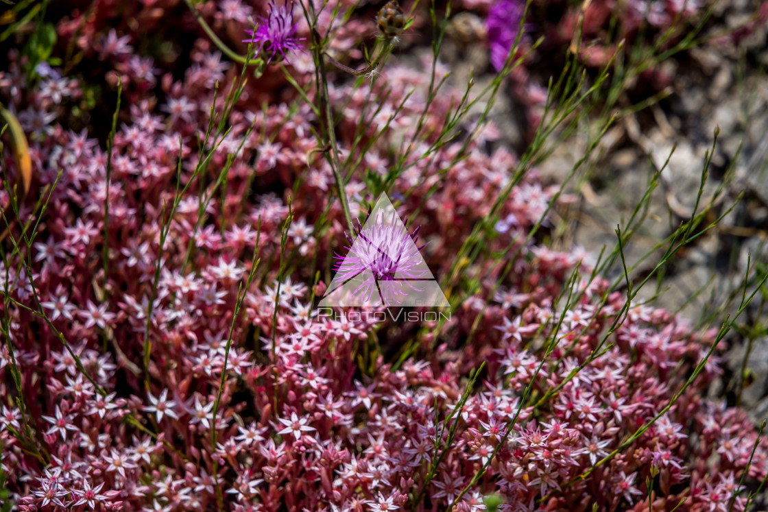 "details of colorful flowers" stock image