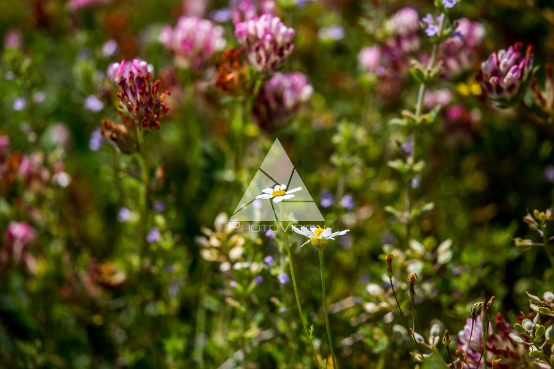 "details of colorful flowers" stock image