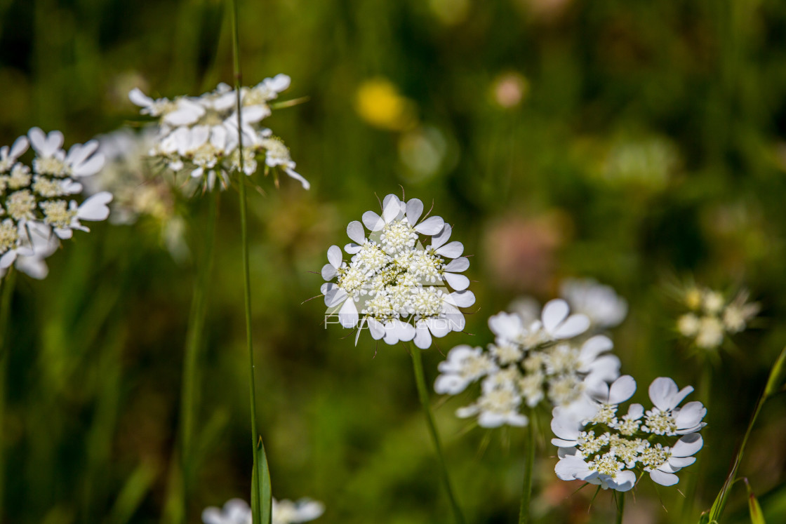 "details of colorful flowers" stock image