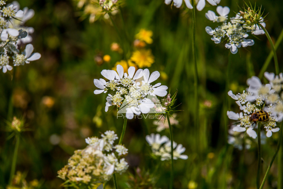 "details of colorful flowers" stock image