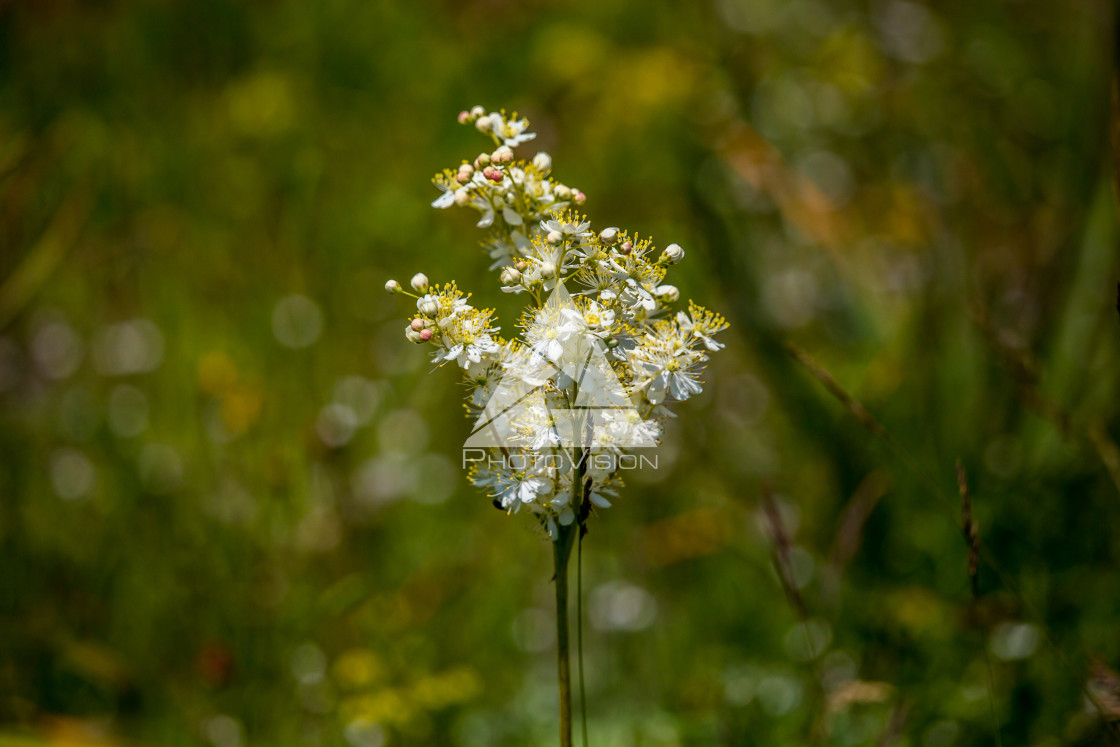 "details of colorful flowers" stock image