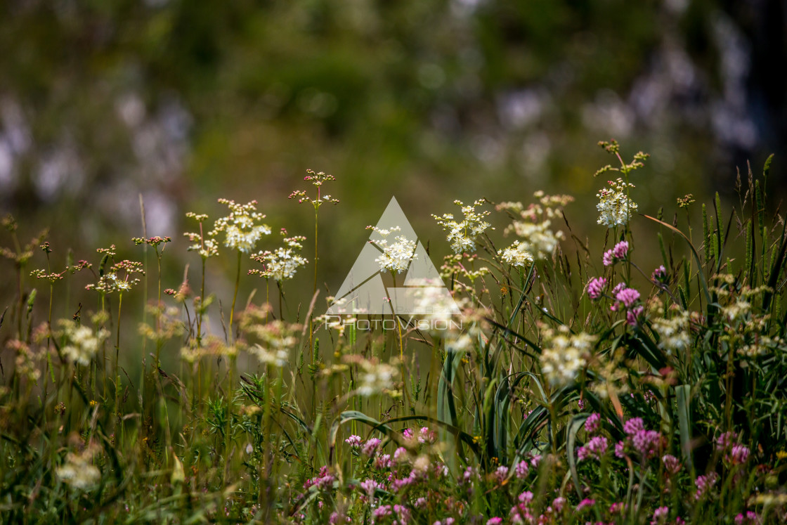 "details of colorful flowers" stock image