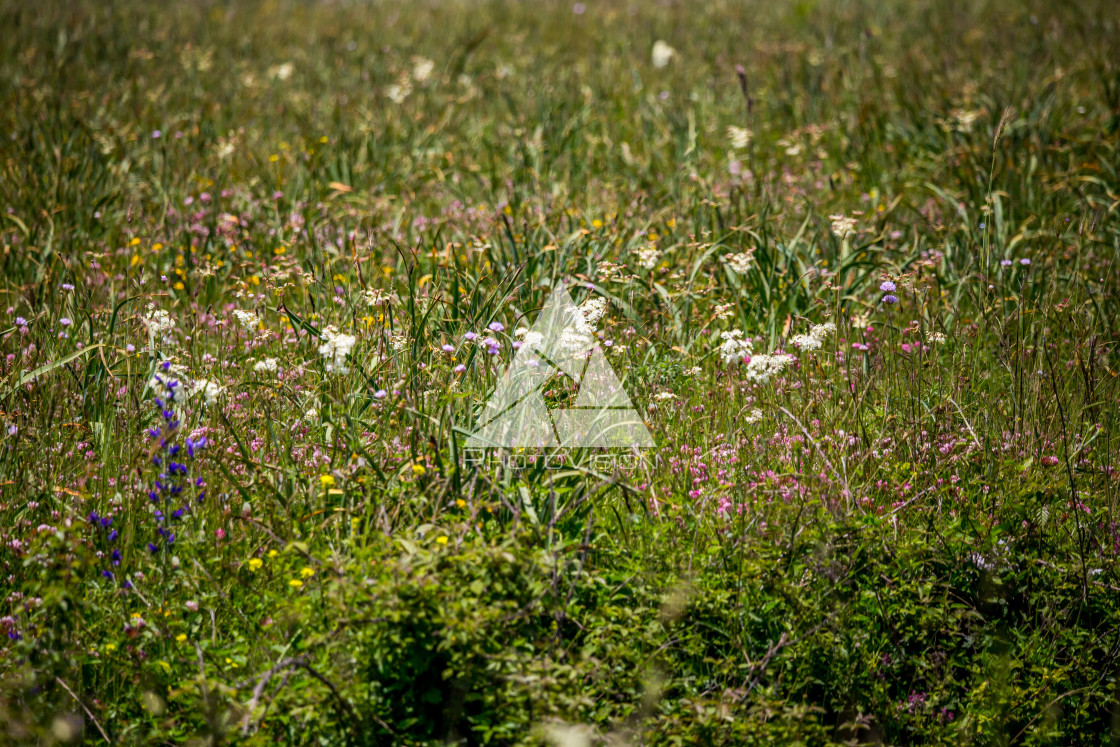 "Spring blooming meadow" stock image