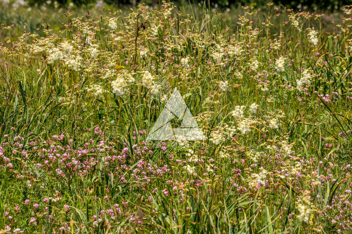 "Spring blooming meadow" stock image