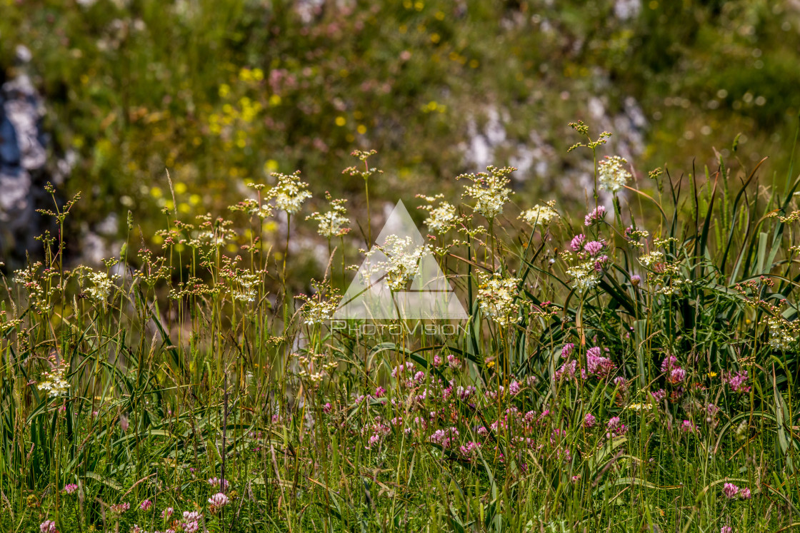 "Spring blooming meadow" stock image