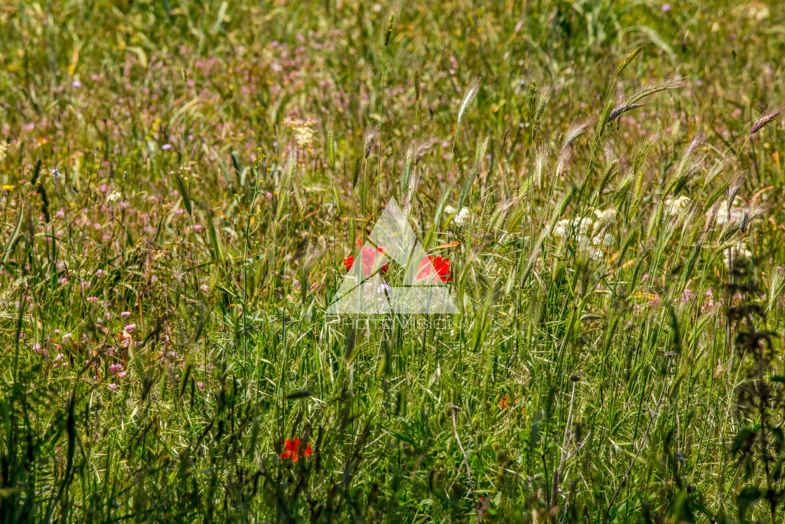 "Spring blooming meadow" stock image