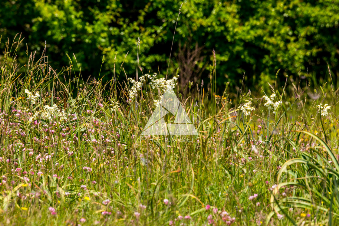 "Spring blooming meadow" stock image