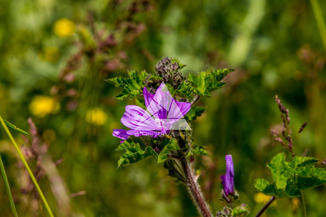 "details of colorful flowers" stock image