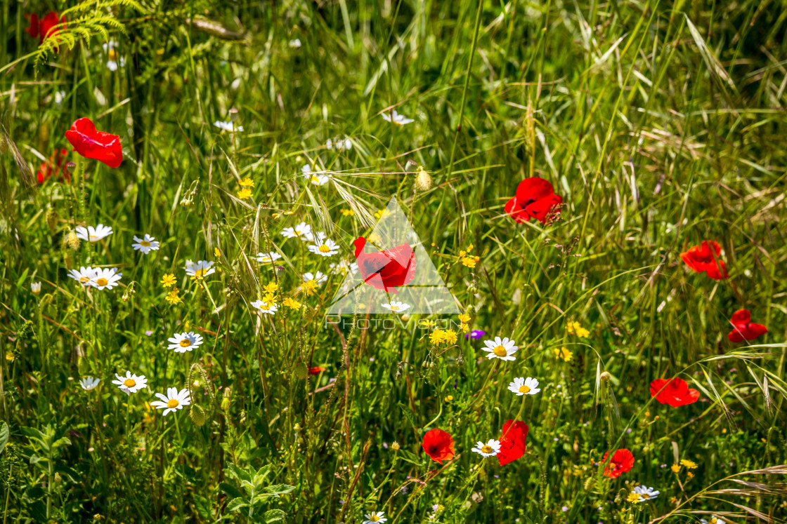 "Spring blooming meadow" stock image