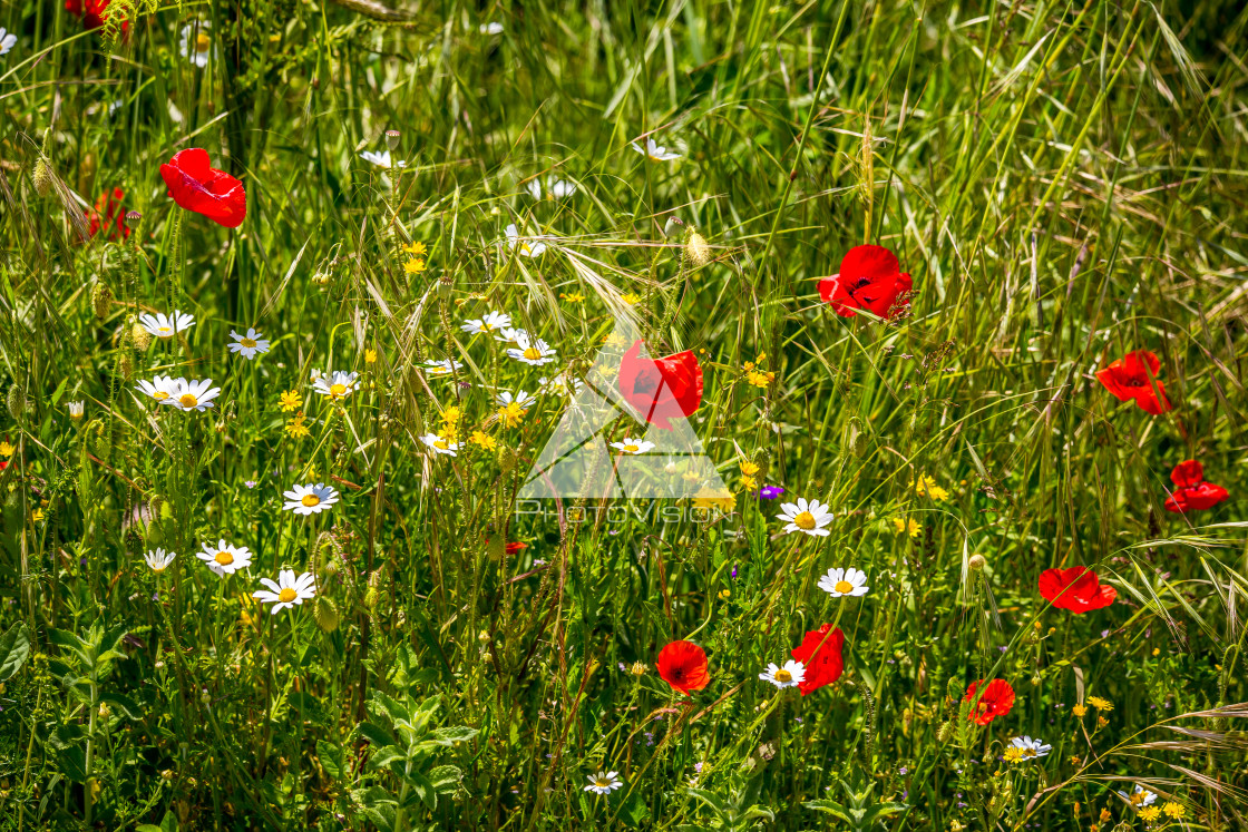 "Spring blooming meadow" stock image