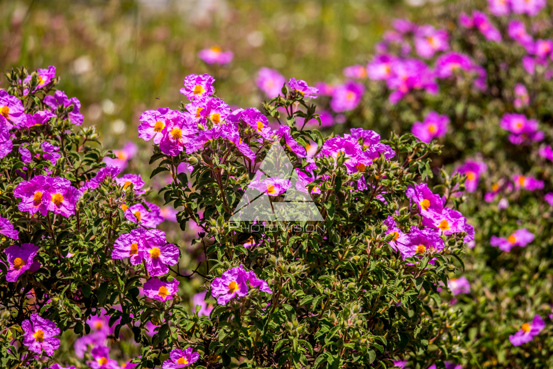 "details of colorful flowers" stock image