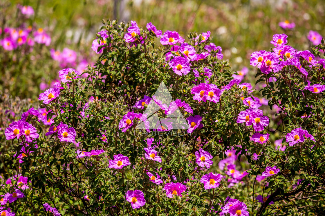 "details of colorful flowers" stock image