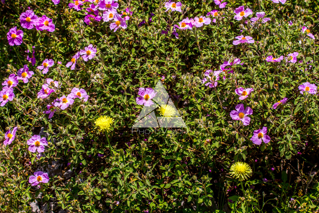 "details of colorful flowers" stock image