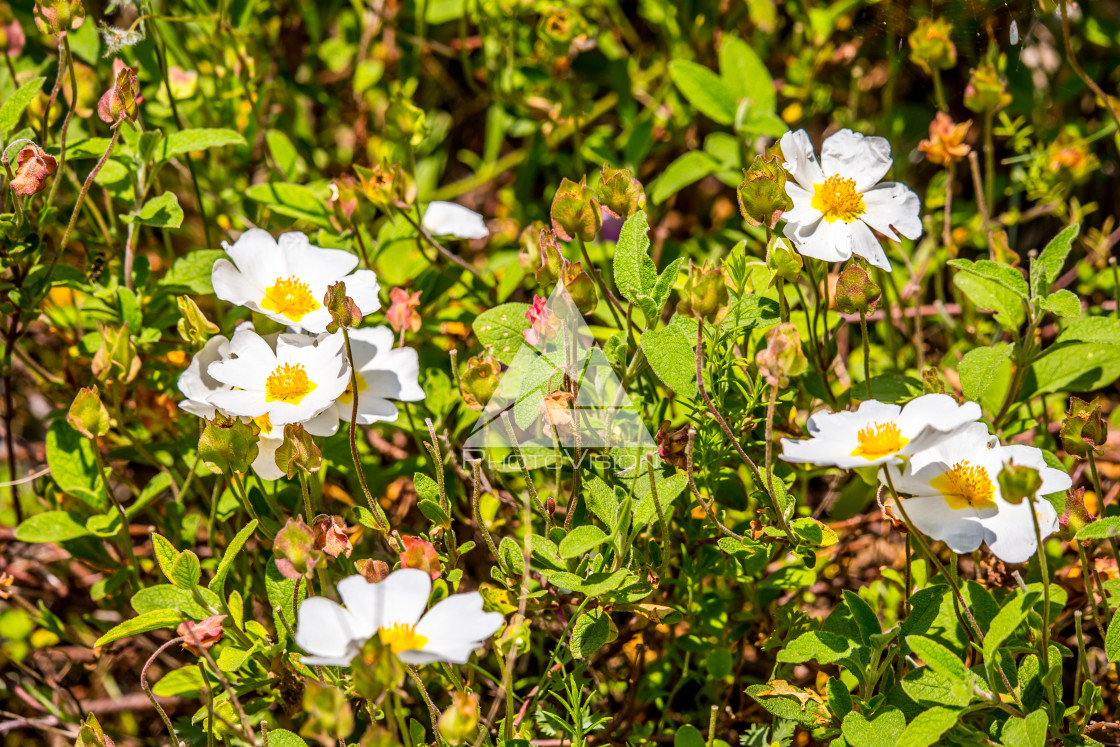 "details of colorful flowers" stock image