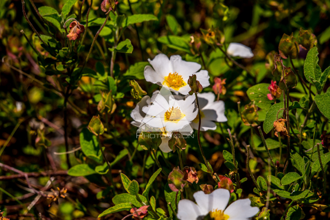 "details of colorful flowers" stock image