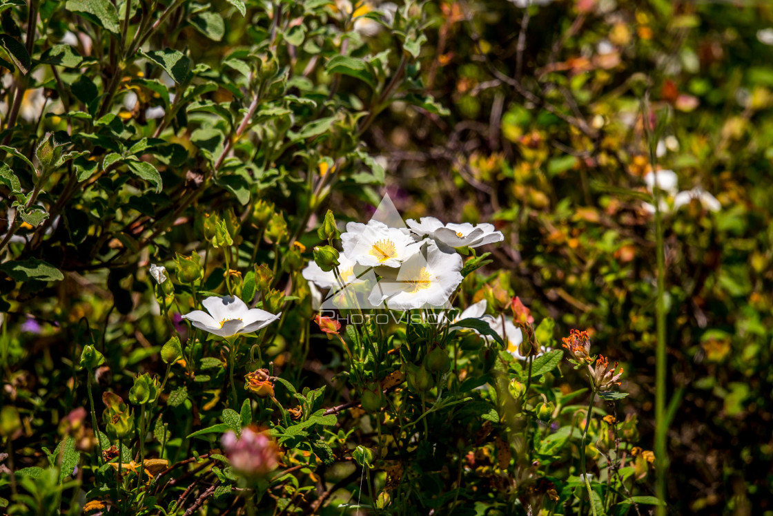 "details of colorful flowers" stock image