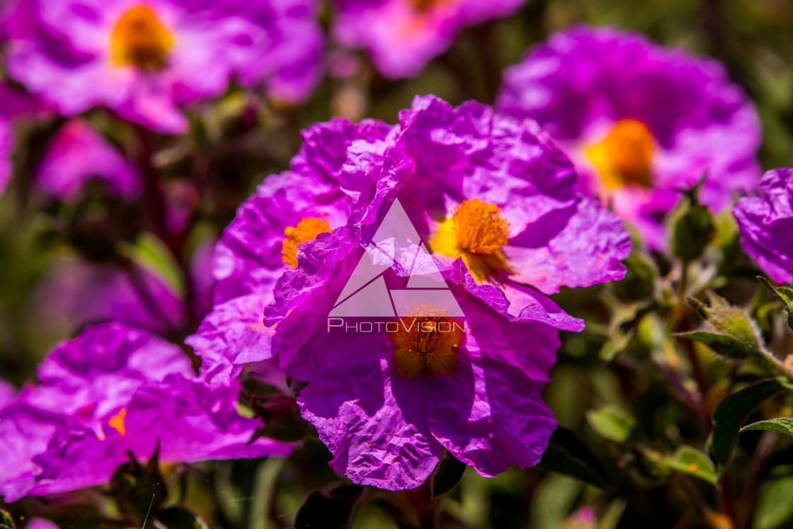 "details of colorful flowers" stock image