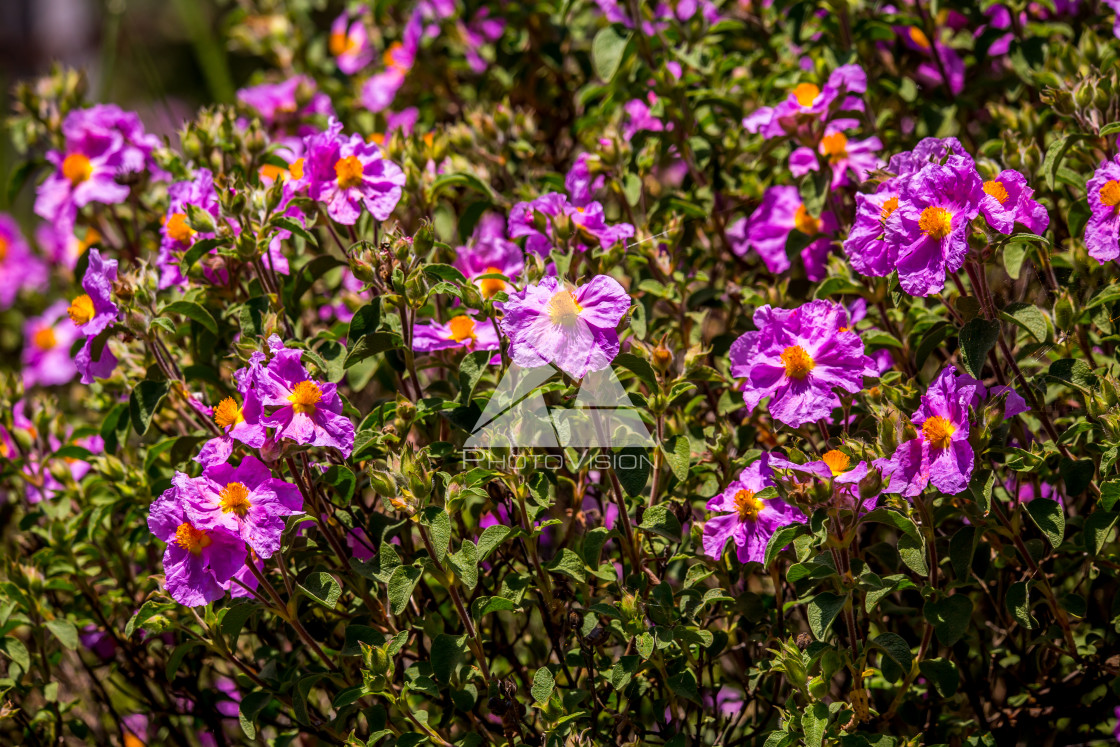 "details of colorful flowers" stock image