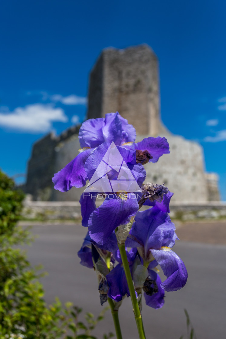 "details of colorful flowers" stock image