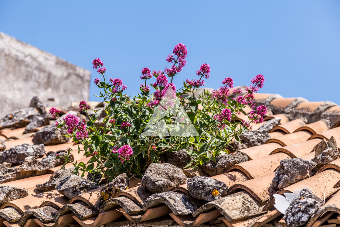 "detail of flowers on the roof" stock image