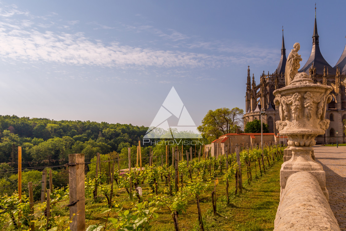 "Vineyards in Kutna Hora" stock image