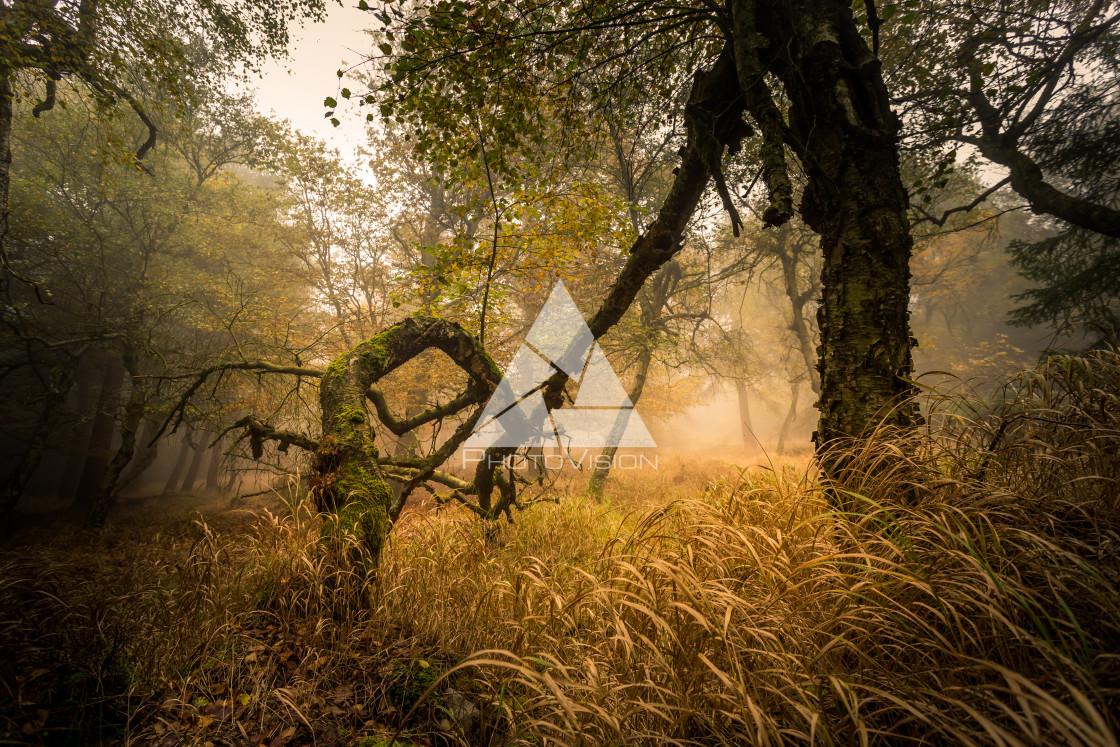 "Autumn foggy landscape" stock image