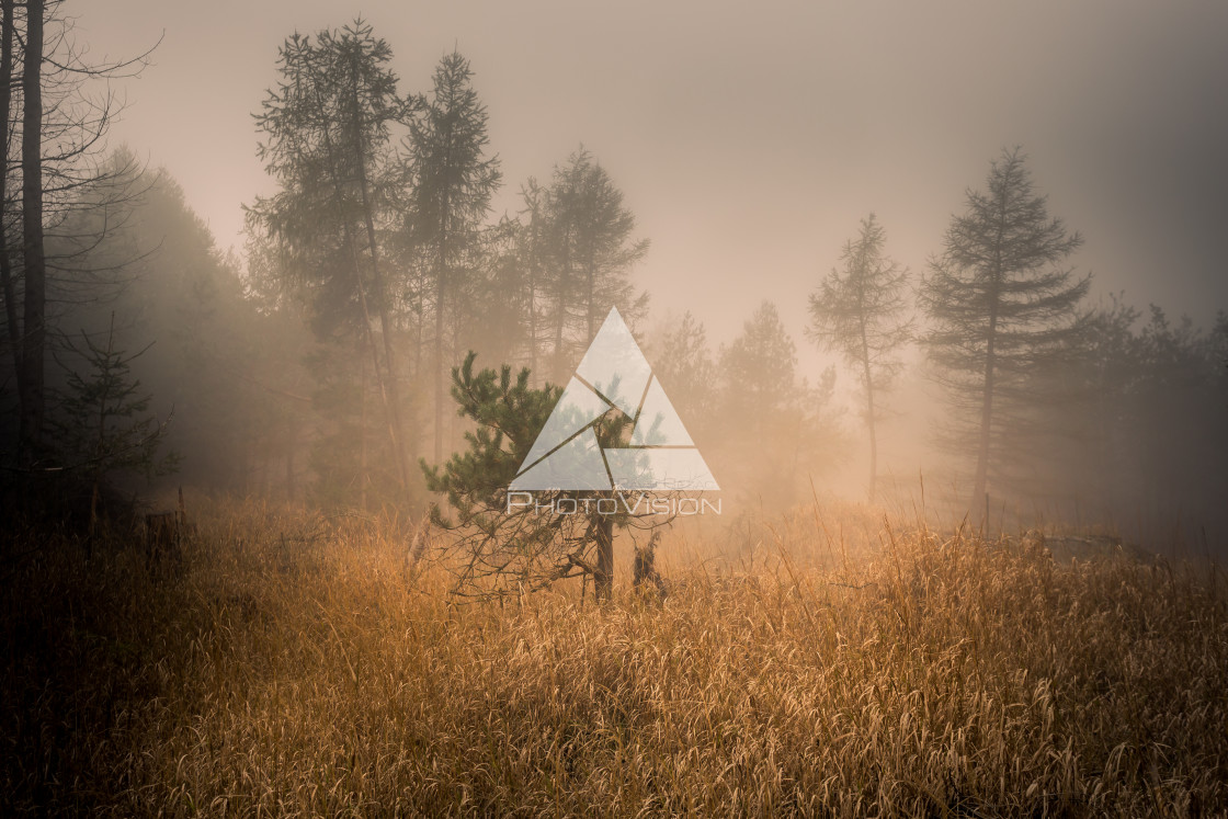 "Autumn foggy landscape" stock image