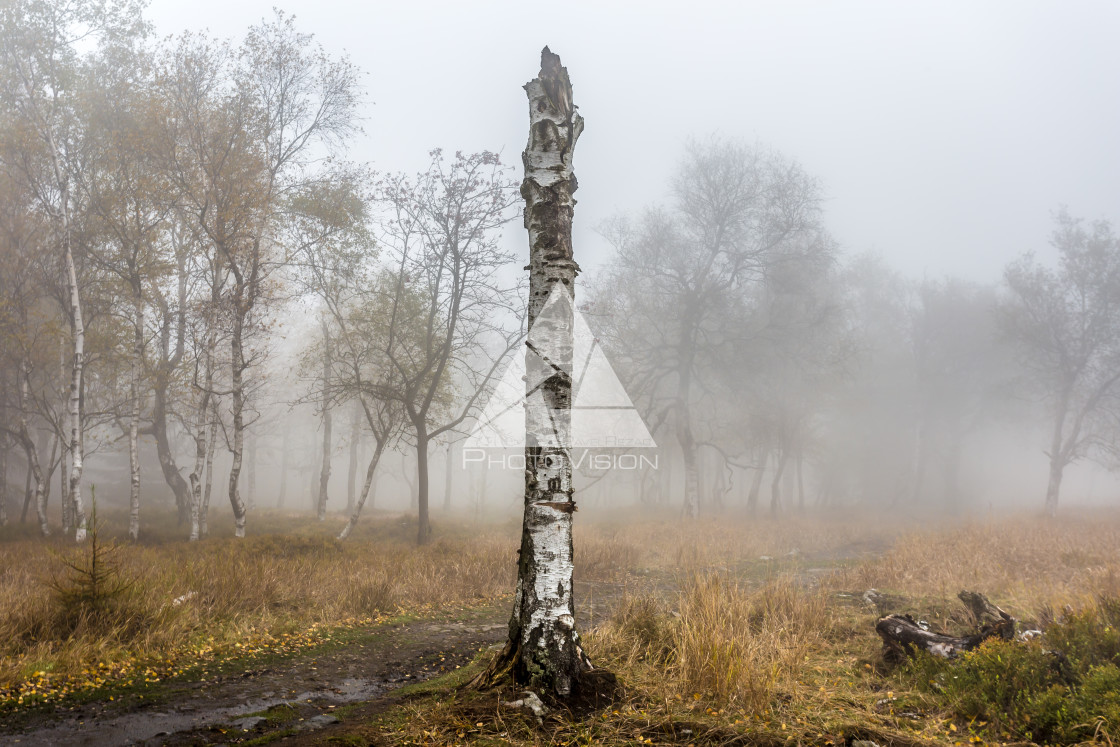 "Autumn foggy landscape" stock image