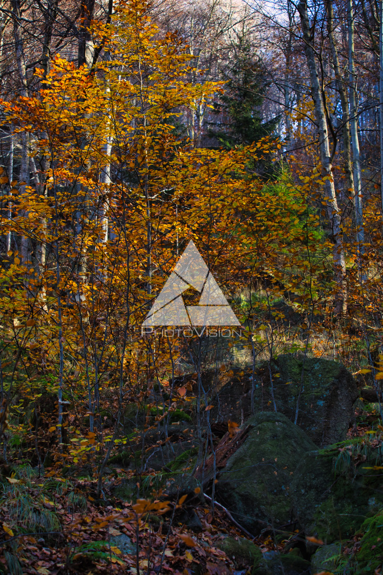 "Autumn colors in the forest" stock image