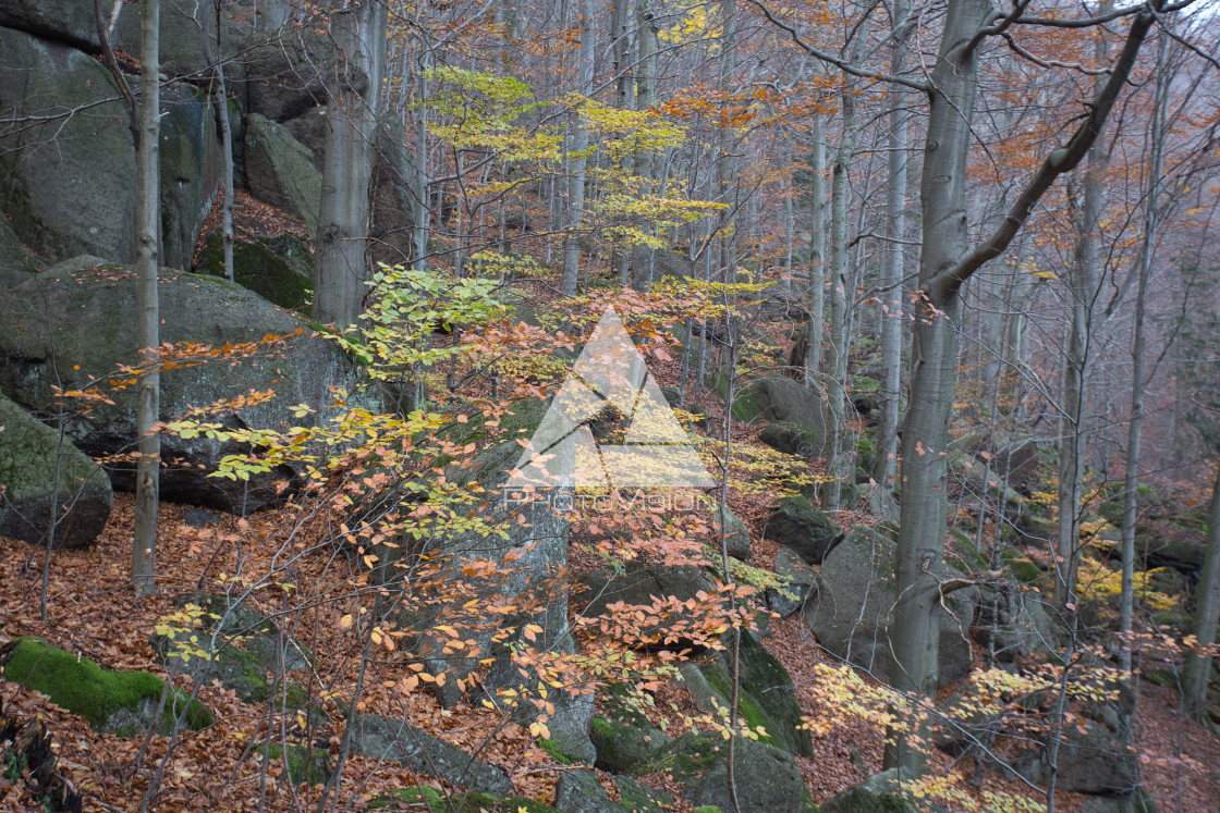 "Autumn colors in the forest" stock image