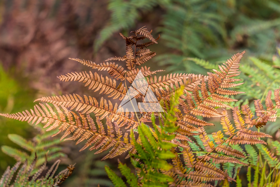 "Autumn colors of ferns" stock image