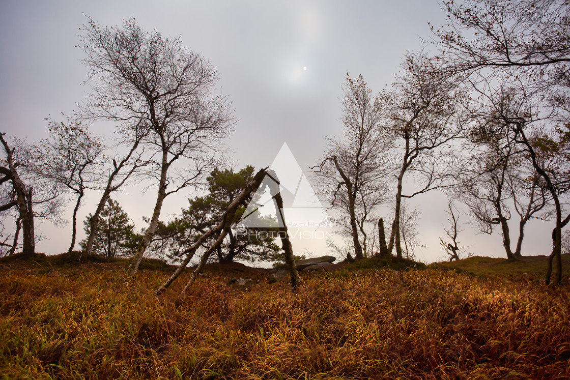 "Autumn foggy landscape" stock image