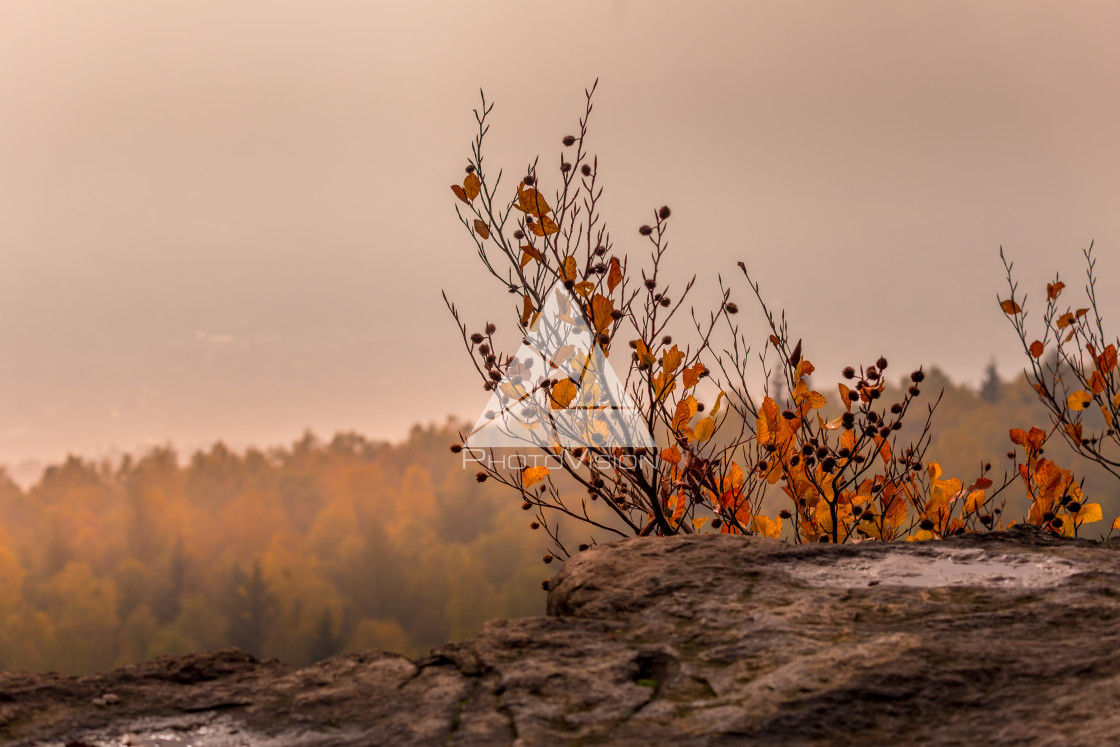 "Autumn foggy landscape" stock image