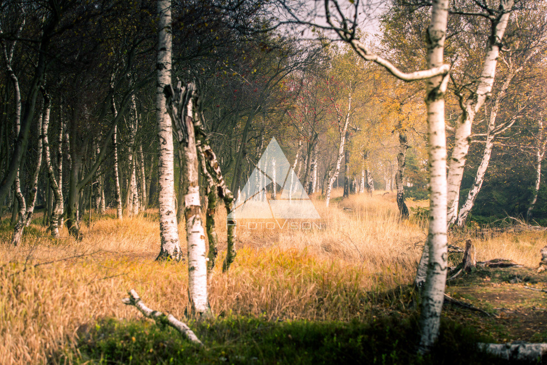 "Autumn foggy landscape" stock image