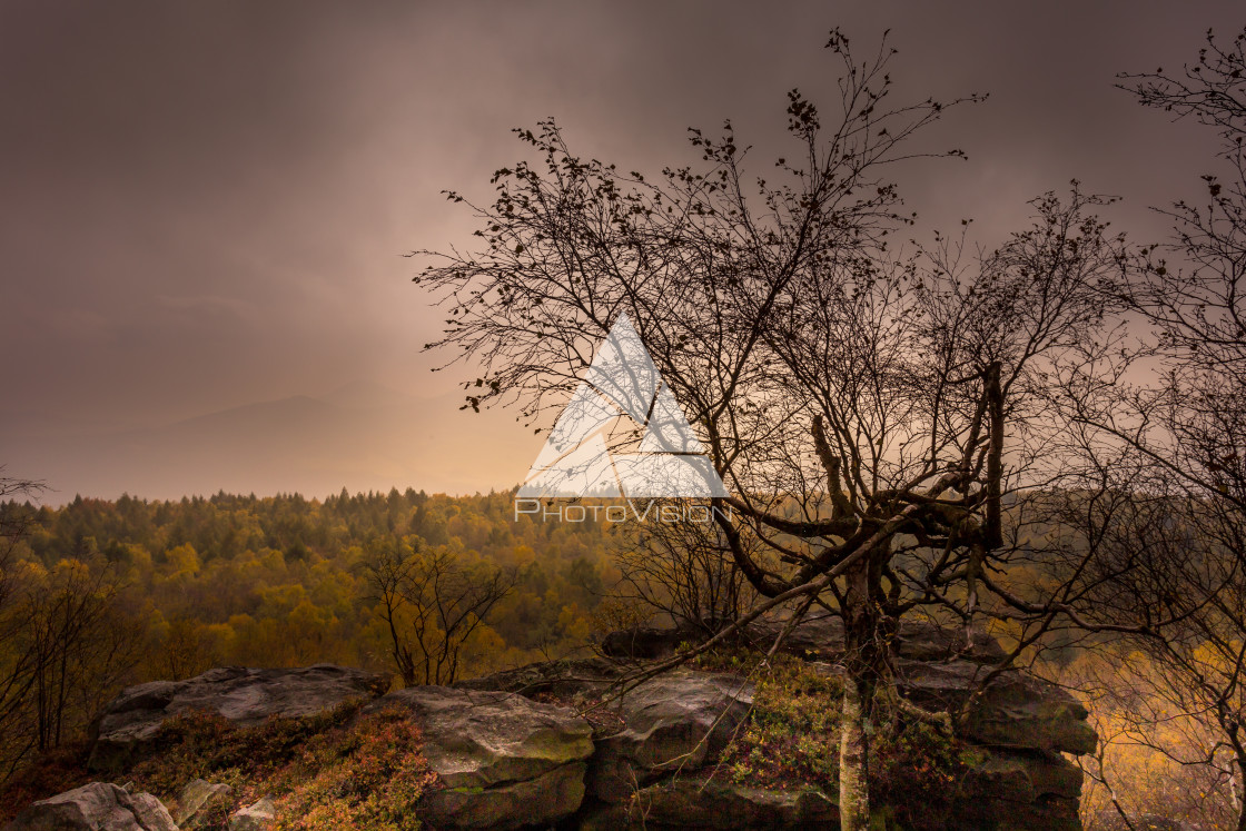 "Autumn foggy landscape" stock image