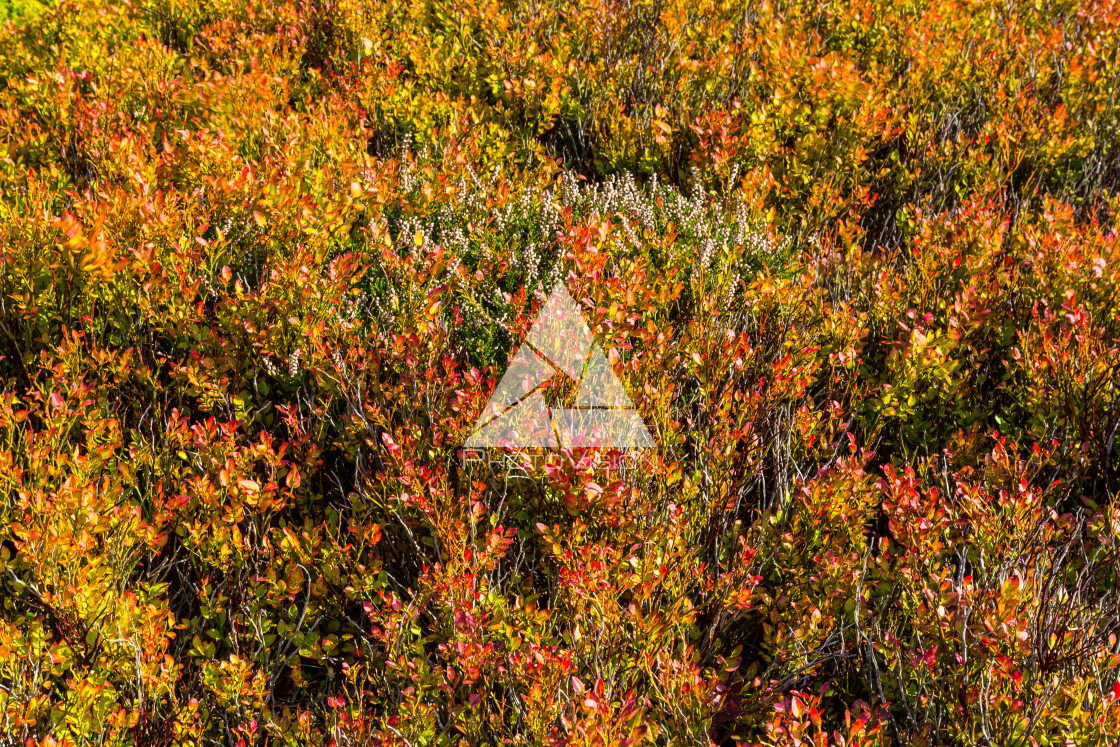 "Autumn foggy morning in the deciduous forest. The low sun shines through the trees and fog and paints in the leaves and tall grass. Mountain landscape around the hill Decinsky Sneznik in northwestern Bohemia" stock image