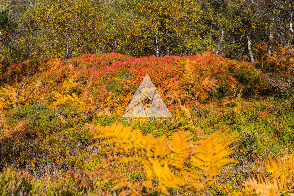 "Autumn foggy landscape" stock image