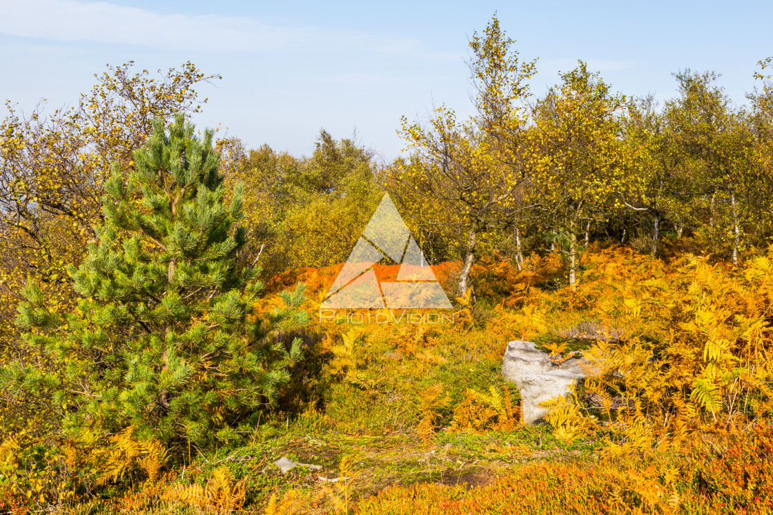 "Autumn foggy landscape" stock image