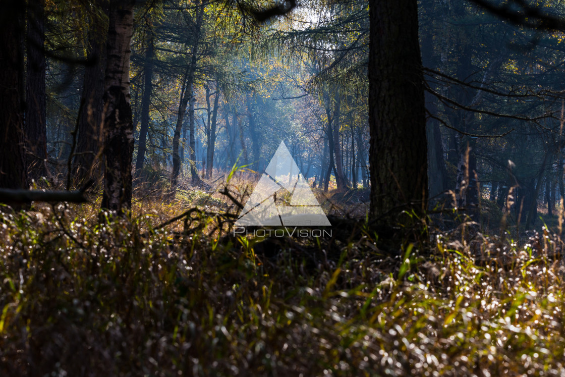 "Autumn foggy landscape" stock image