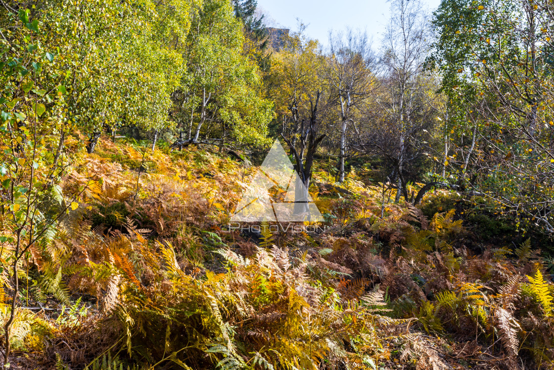 "Autumn foggy morning in the deciduous forest. The low sun shines through the trees and fog and paints in the leaves and tall grass. Mountain landscape around the hill Decinsky Sneznik in northwestern Bohemia" stock image