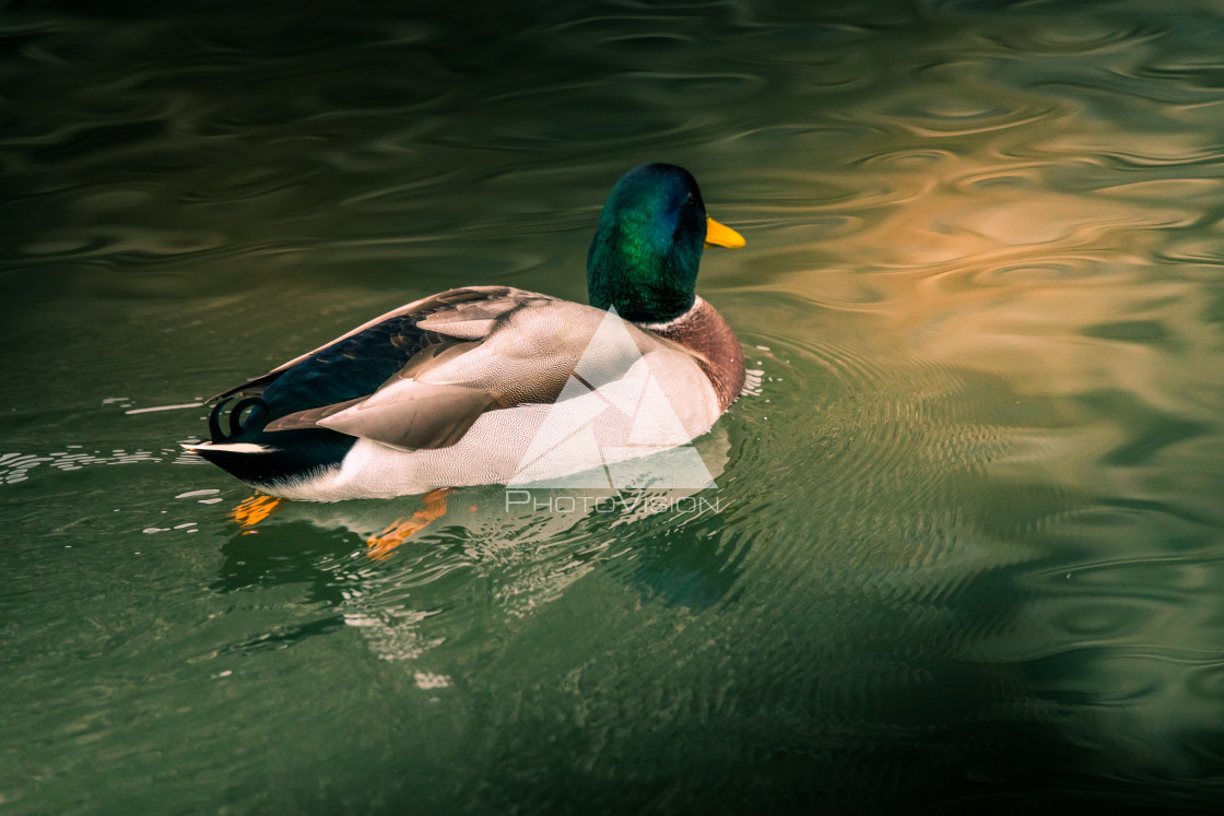 "Cute duck on the river" stock image