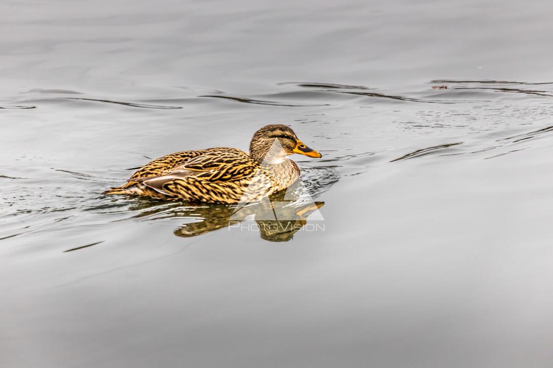 "Portrait of a females of duck on the water" stock image