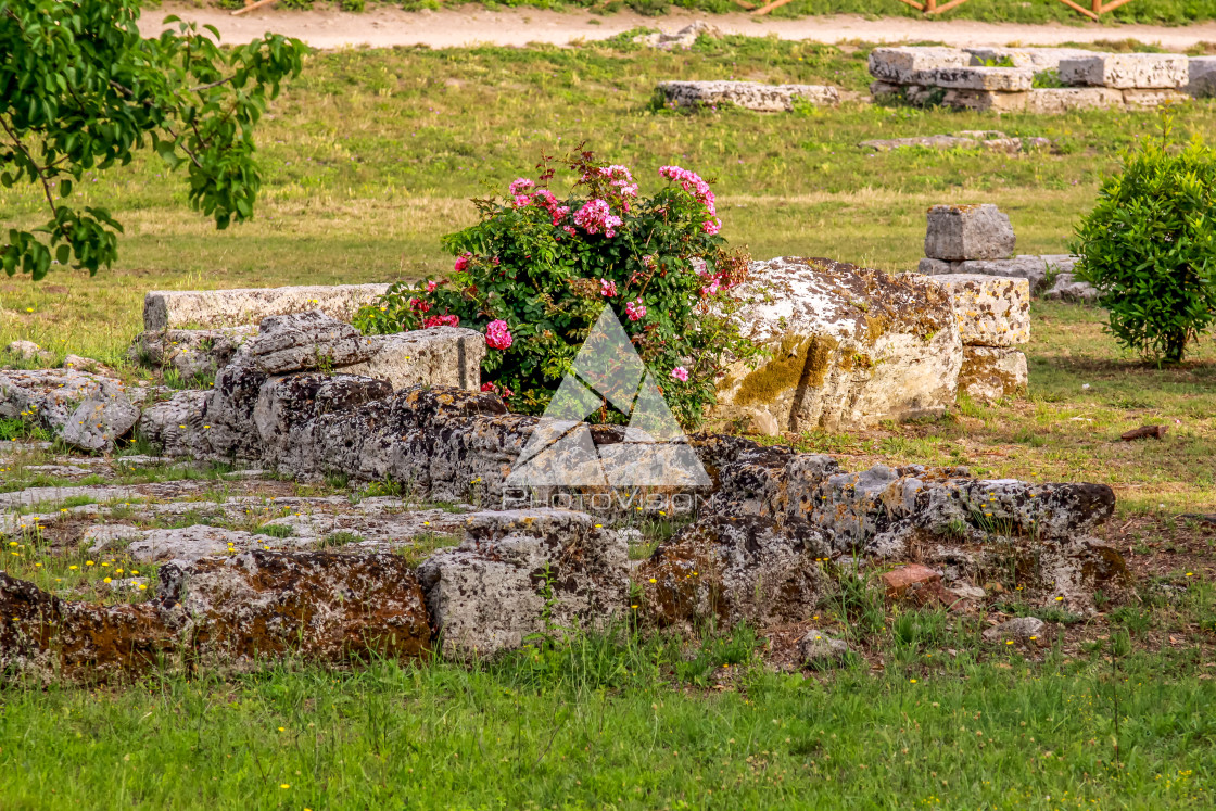 "Ruin of a Greek temple at Paestum Italy" stock image