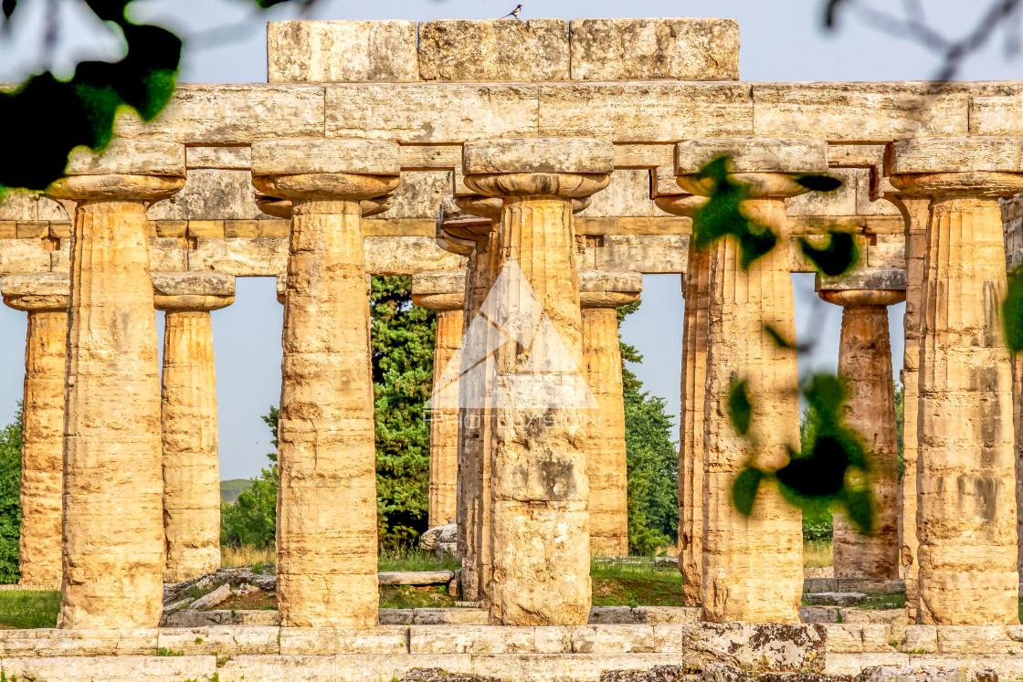 "Ruin of a Greek temple at Paestum Italy" stock image