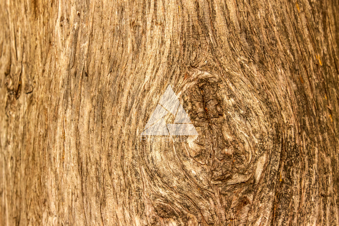 "Bark texture for background" stock image