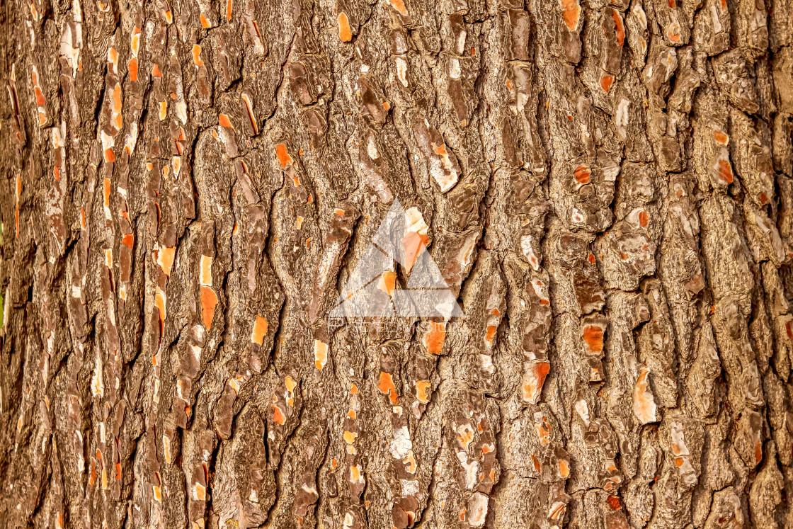 "Bark texture for background" stock image