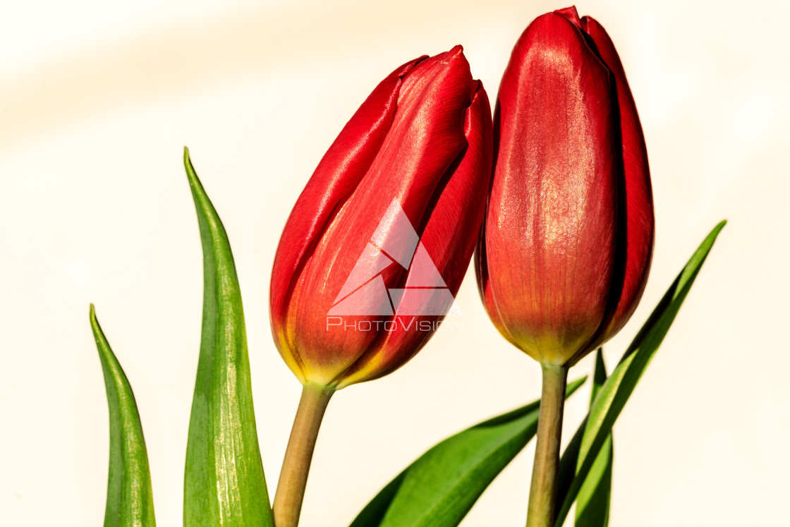 "Couple in love" stock image