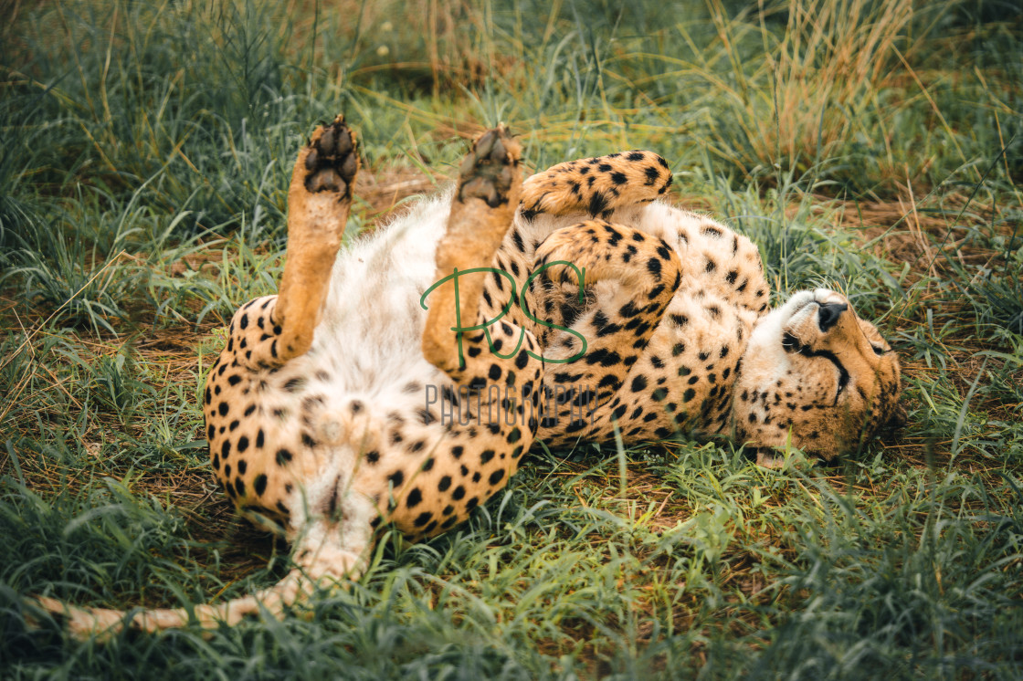 "Scratch that Back" stock image